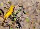 1  Yellow canary