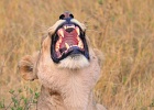 10  African lioness