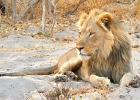 17  African lion