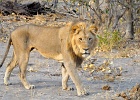 20  African Lion