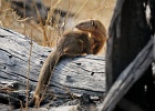 22  Slender mongoose