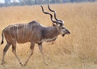 24  Kudu