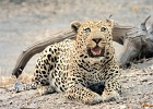 31  African leopard