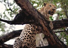 34  African leopard