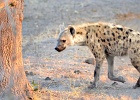 37  Spotted Hyena