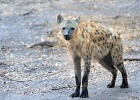 38  Spotted Hyena