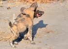 42  African wild dogs - pups