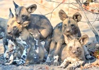 44  African wild dogs - pups