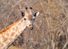 50  Angola giraffe