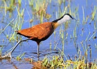 53  African jacana