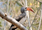 55  Bradfield&#39;s hornbill