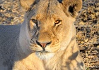 57  African lioness