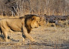 59  African lion