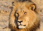 62  African lion