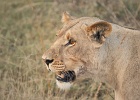7  African lioness