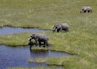 1  African elephants