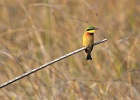 12  Little bee-eater