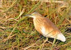 14  Squacco heron