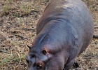 20  Hippopotamus