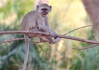 23  Vervet monkey