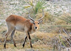 33  Red lechwe