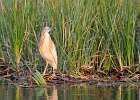 34  Squacco heron
