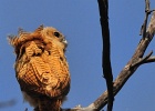 36  Pel&#39;s fishing owl