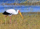 5  Yellow-billed stork